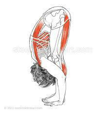 We can see in fig 1, that the plumb line and line of gravity goes through all the correct joints. Particularly looking at the Yogis ability to tilt the pelvis and roll the heads of the femurs toward the ASIS with ease and no discomfort. They are releasing the hip flexors and lower back and breath can clearly flow into the upper area of the back and shoulders.