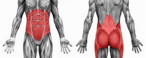 core-anatomy2