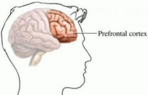 prefrontal_cortex