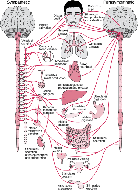 the-autonomic-nervous-system