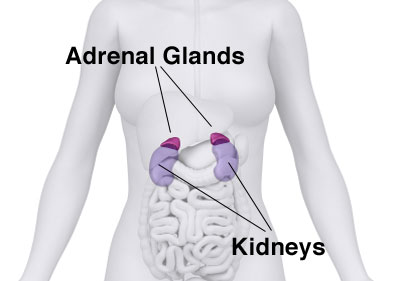 245810-adrenal-diagram