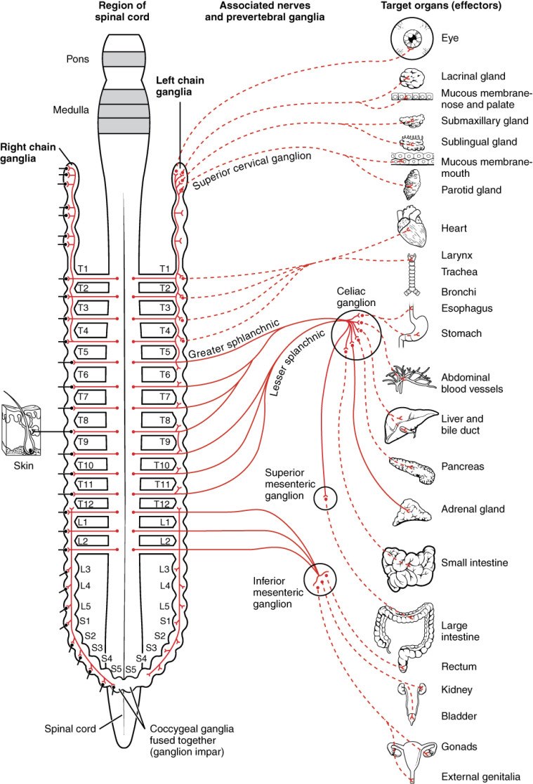 spine_diagram