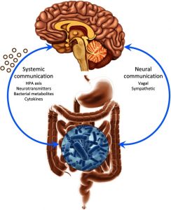 gut-brain-connection
