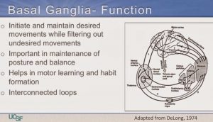 basal ganglia