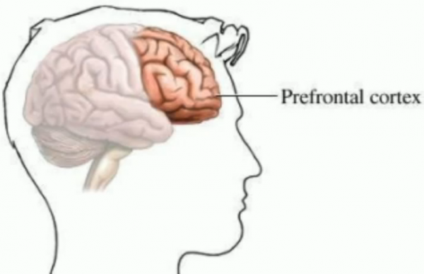 a personal account of stealing as an adolescent due to the underdeveloped prefrontal cortex Youth and measure 11 in oregon impacts of mandatory minimums oregon council on civil rights with ben scissors chair: roberta phillip-robbins february 2018. a personal account of stealing as an adolescent due to the underdeveloped prefrontal cortex Youth and measure 11 in oregon impacts of mandatory minimums oregon council on civil rights with ben scissors chair: roberta phillip-robbins february 2018.